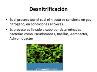 DesnitrificaciónEs el proceso por el cual el nitrato se convierte en gas nitrógeno, en condiciones anóxicas.Es proceso es llevado a cabo por determinadas bacterias como Pseudomonas, Bacillus, Aerobacter, Achromobacter
