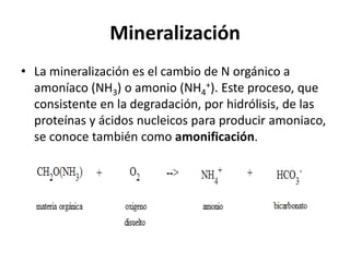 Mineralización La mineralización es el cambio de N orgánico a amoníaco (NH3) o amonio (NH4+). Este proceso, que consistente en la degradación, por hidrólisis, de las proteínas y ácidos nucleicos para producir amoniaco, se conoce también como amonificación.