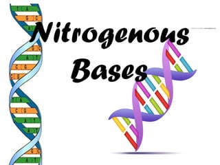 Nitrogenous
Bases
 