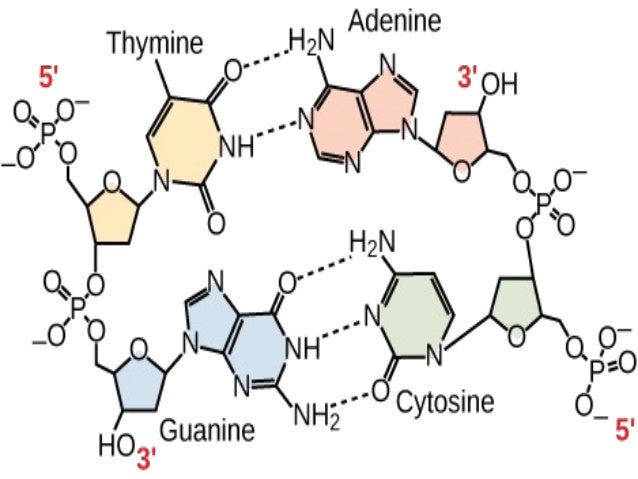 nitrogenous bases