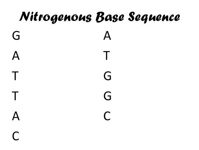 nitrogenous bases