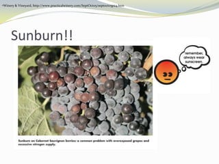 Nitrogen Suppy To Improve Vine Balance