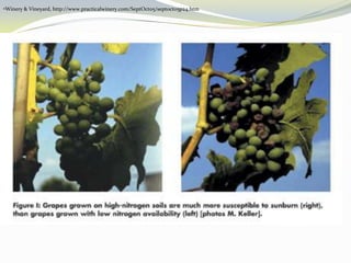 Nitrogen Suppy To Improve Vine Balance