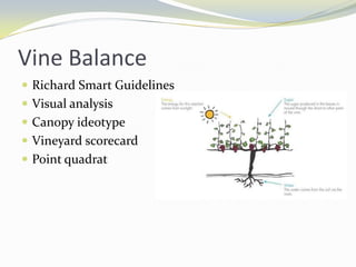(Source Coombe and Dry Viticulture Volume 2 Practices
