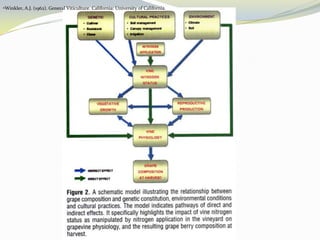 List of Nitrogen fertilizerWhite, E.R. (2003). Soils for Fine Wines. New York: Oxford University PressWhite, E.R. (2003). Soils for Fine Wines. New York: Oxford University PressEffect of nitrogen fertigation on Vegetative growthMore chlorophyll will be producedStimulate the production of green tissue and root growthDelayed leaf senescenceHigh juice to skin ratio