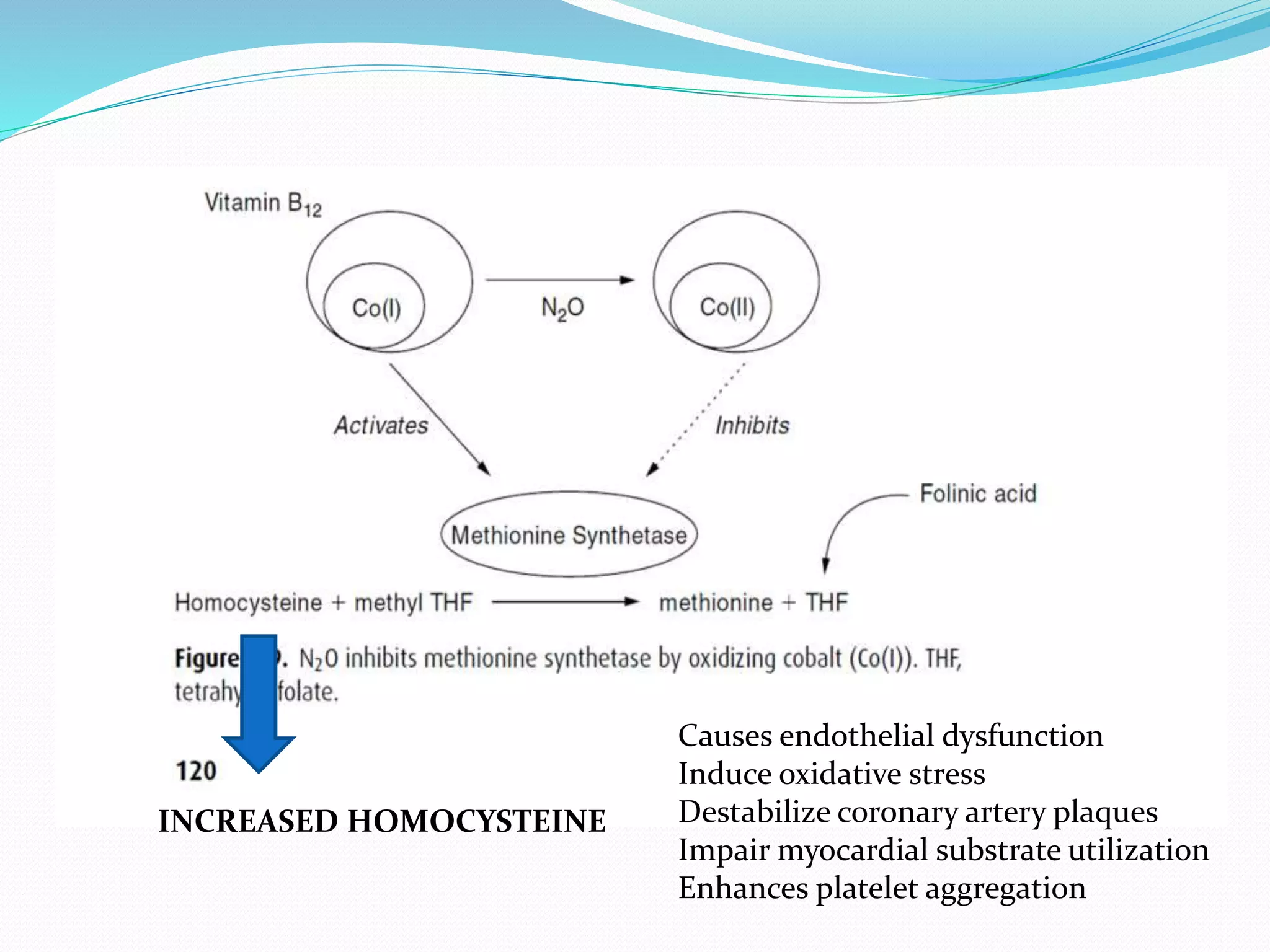 INCREASED HOMOCYSTEINE
Causes endothelial dysfunction
Induce oxidative stress
Destabilize coronary artery plaques
Impair myocardial substrate utilization
Enhances platelet aggregation
 