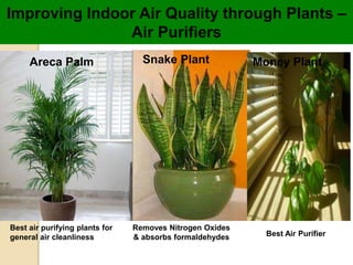 Best air purifying plants for
general air cleanliness
Areca Palm Snake Plant
Best Air Purifier
Money Plant
Removes Nitrogen Oxides
& absorbs formaldehydes
Improving Indoor Air Quality through Plants –
Air Purifiers
 