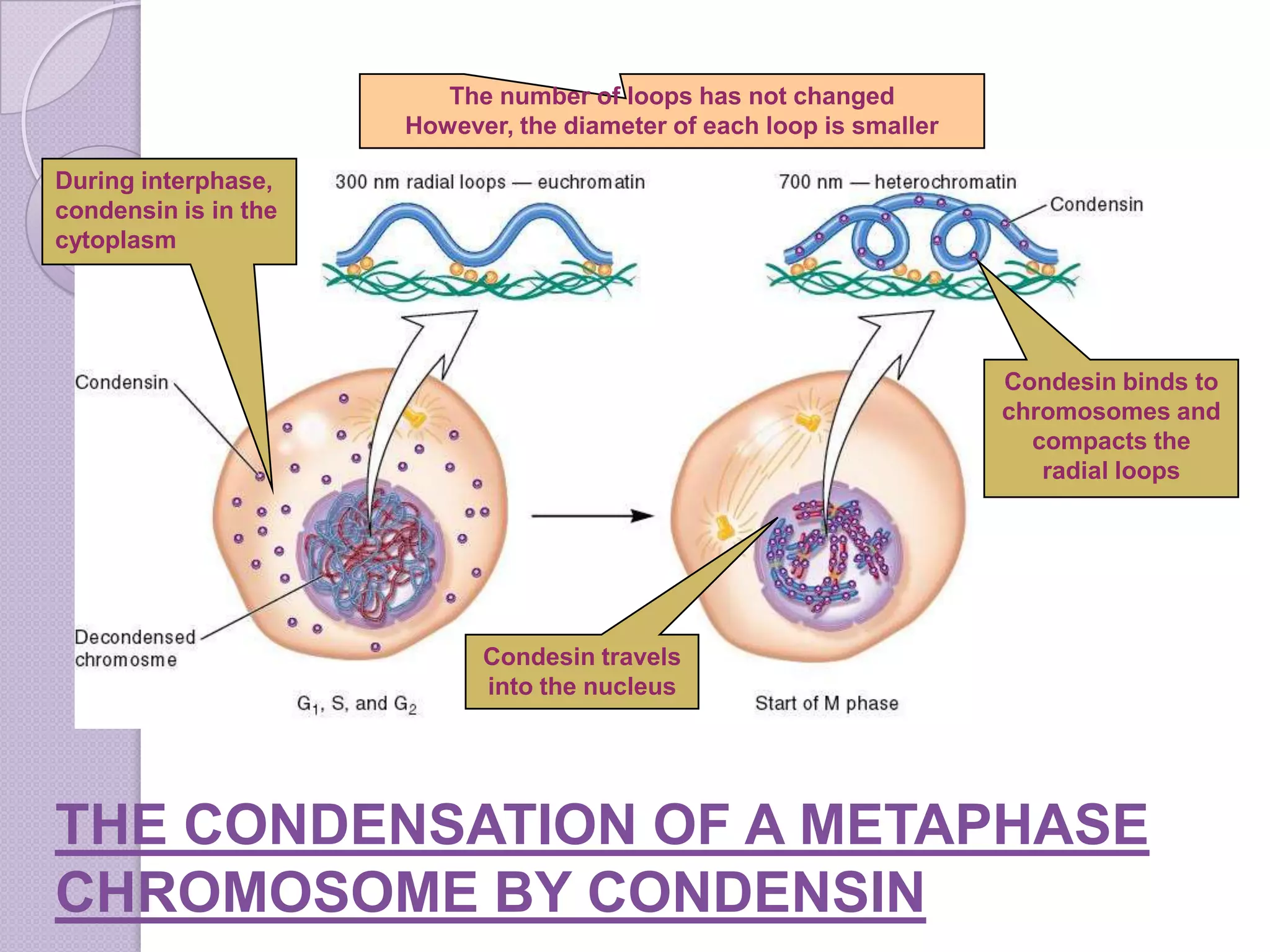 organization of DNA in chromosomes. | PPTX