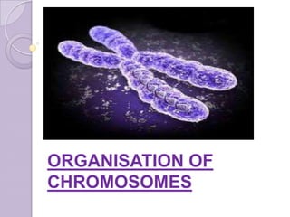 ORGANISATION OF
CHROMOSOMES
 
