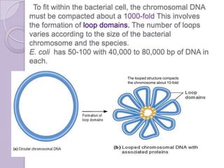 organization of DNA in chromosomes. | PPTX