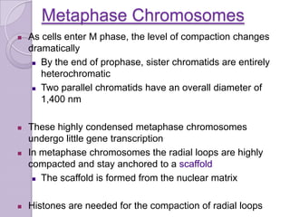 Complex Megaphase organization of DNA in chromosomes. | PPTX