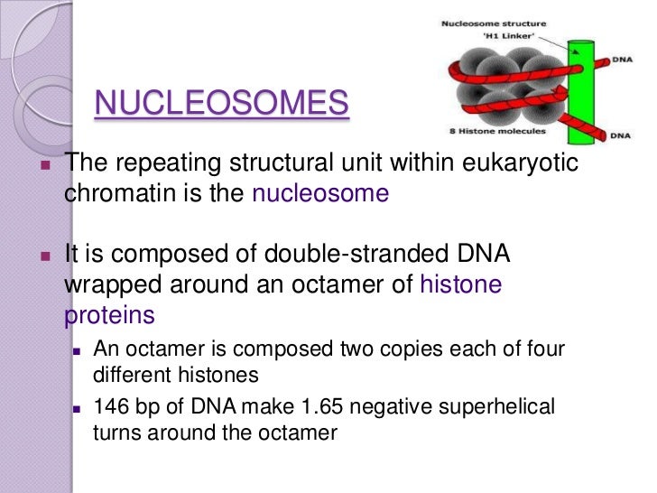 organization of DNA in chromosomes.
