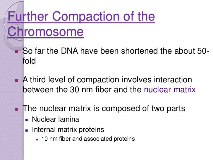 organization of DNA in chromosomes.