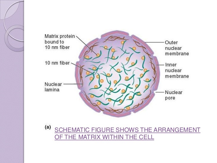 chromosomes condense