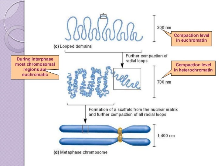 Organization Of DNA In Chromosomes. 