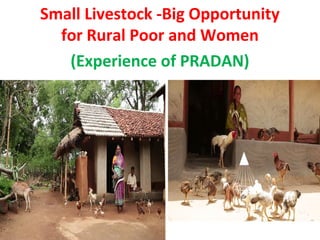 Small Livestock -Big Opportunity
for Rural Poor and Women
(Experience of PRADAN)
 