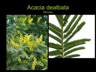 Acacia dealbata Mimosa 