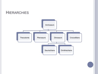 HIERARCHIES
Archosaurs
Thecodonts Pterosaurs Dinosaurs
Saurischians Ornithischians
Crocodilians
 