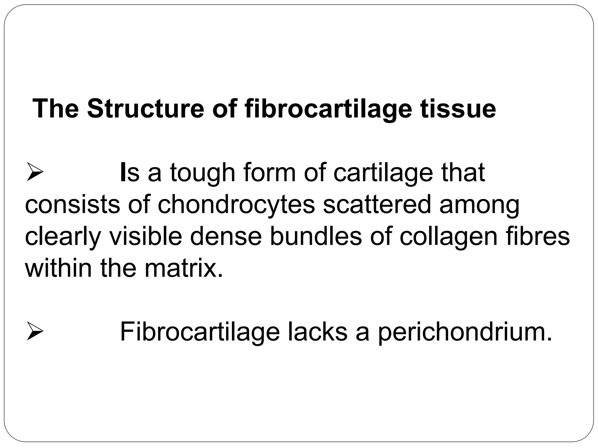 The Structure of fibrocartilage tissue
 Is a tough form of cartilage that
consists of chondrocytes scattered among
clearly visible dense bundles of collagen fibres
within the matrix.
 Fibrocartilage lacks a perichondrium.
 