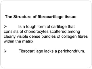 The Structure of fibrocartilage tissue
 Is a tough form of cartilage that
consists of chondrocytes scattered among
clearly visible dense bundles of collagen fibres
within the matrix.
 Fibrocartilage lacks a perichondrium.
 