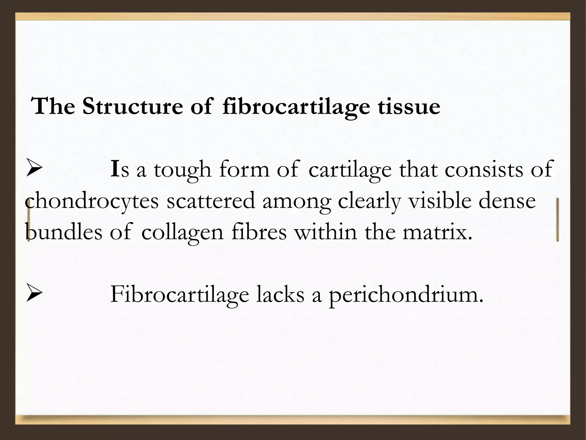 The Structure of fibrocartilage tissue
 Is a tough form of cartilage that consists of
chondrocytes scattered among clearly visible dense
bundles of collagen fibres within the matrix.
 Fibrocartilage lacks a perichondrium.
 