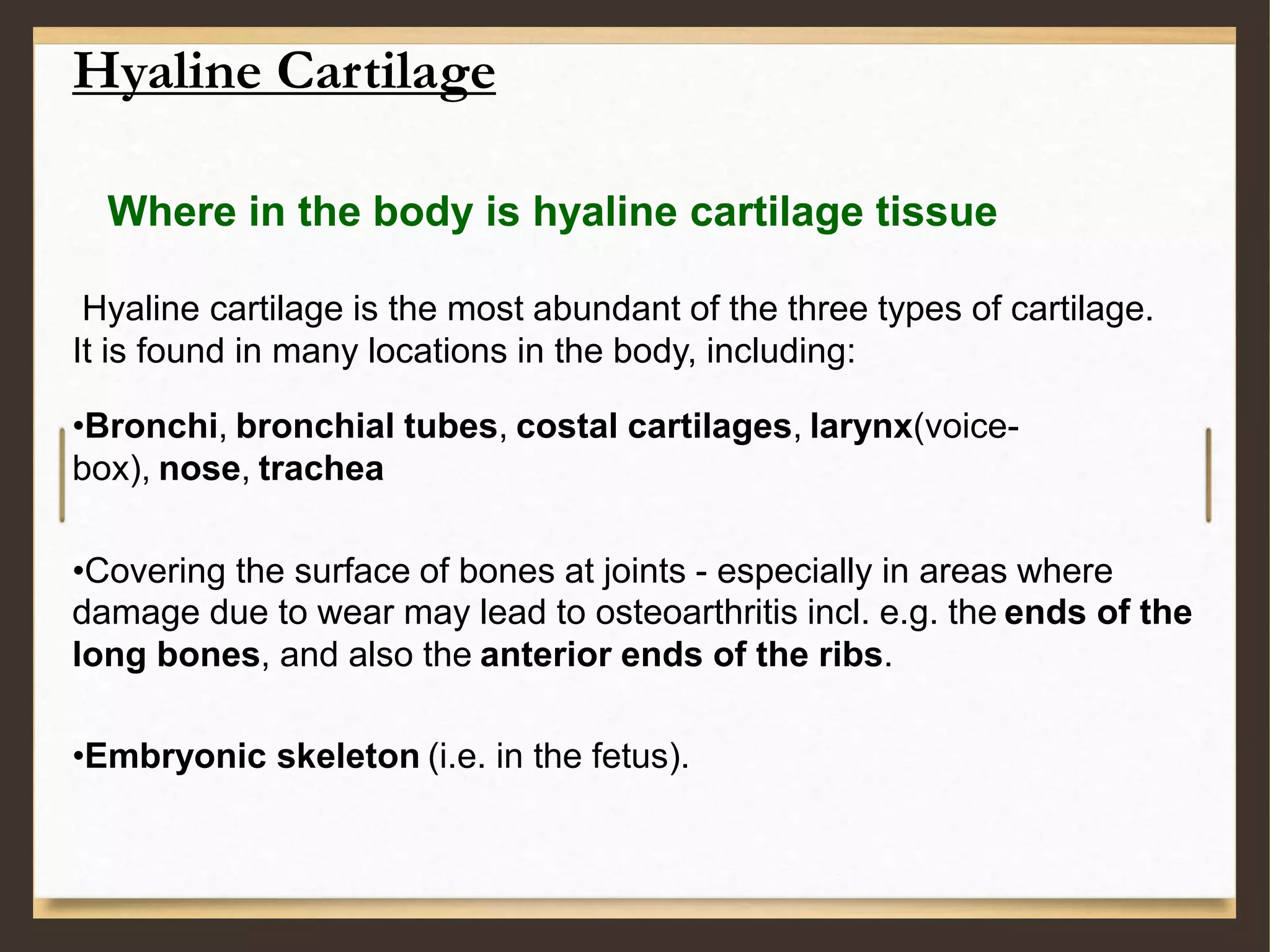 Hyaline Cartilage
Where in the body is hyaline cartilage tissue
Hyaline cartilage is the most abundant of the three types of cartilage.
It is found in many locations in the body, including:
•Bronchi, bronchial tubes, costal cartilages, larynx(voice-
box), nose, trachea
•Covering the surface of bones at joints - especially in areas where
damage due to wear may lead to osteoarthritis incl. e.g. the ends of the
long bones, and also the anterior ends of the ribs.
•Embryonic skeleton (i.e. in the fetus).
 