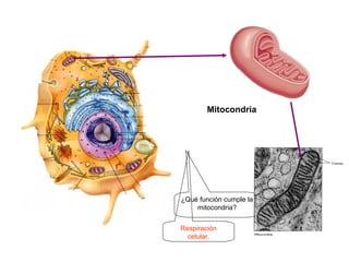 Mitocondria




¿Qué función cumple la
    mitocondria?


Respiración
  celular.
 