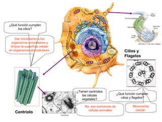 ¿Qué función cumplen
     los cilios?


    Dar movimiento a los
  organismos unicelulares y
 limpiar la superficie celular
en organismos pluricelulares.                                      Cilios y
                                                                   Flagelos




                                 ¿Tienen centríolos
                                     las células              ¿Qué función cumplen
                                     vegetales?                 cilios y flagelos?

                                      No, son exclusivos de             Movimiento
                                        células animales                 celular.
    Centríolo
 