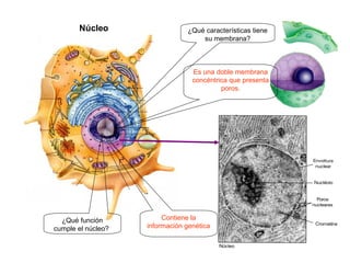 Núcleo                   ¿Qué características tiene
                                    su membrana?



                                  Es una doble membrana
                                  concéntrica que presenta
                                           poros.




  ¿Qué función           Contiene la
cumple el núcleo?   información genética
 