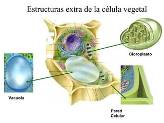 Estructuras extra de la célula vegetal




                                              Cloroplasto




Vacuola


                                    Pared
                                    Celular
 