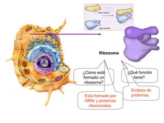 Ribosoma



¿Cómo está         ¿Qué función
formado un           tiene?
 ribosoma?
                    Síntesis de
Está formado por    proteínas.
ARNr y proteínas
  ribosomales.
 