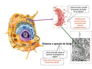 ¿Qué función cumple
                             el aparato de Golgi
                                 en la célula?



                                  Modificación
                                 química de los
                                 productos del
                                    retículo
                                endoplásmatico.




Sistema o aparato de Golgi


  ¿Qué posición ocupa el
   aparato de Golgi en la
          célula?
Está más próximo a la
 membrana celular.
 