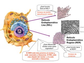 ¿Qué función
                  tiene el REL?

              Síntesis de lípidos,
              detoxificación celular.


                    Retículo
                    Endoplasmático
                    Liso (REL)




                                           Retículo
                                           Endoplasmático
                                           Rugoso (RER)
                      ¿Qué diferencias
                     existen entre estos   ¿Qué función tiene
                         organelos?            el RER?

 El RER está más próximo al núcleo y
está asociado a ribosomas. El REL está       Síntesis de
   más alejado del núcleo y no está          proteínas.
        asociado a ribosomas.
 