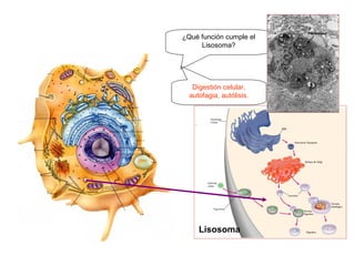 ¿Qué función cumple el
     Lisosoma?




   Digestión celular,
  autofagia, autólisis.




     Lisosoma
 