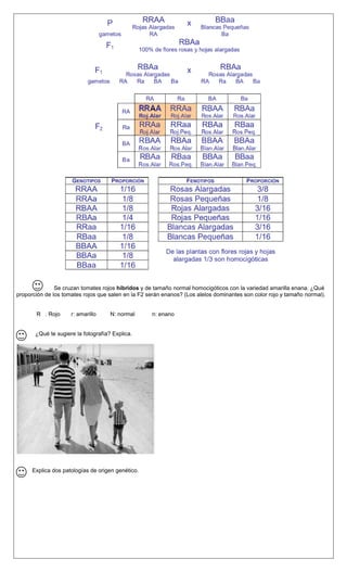 Se cruzan tomates rojos híbridos y de tamaño normal homocigóticos con la variedad amarilla enana. ¿Qué
proporción de los tomates rojos que salen en la F2 serán enanos? (Los alelos dominantes son color rojo y tamaño normal).
R . Rojo r: amarillo N: normal n: enano
¿Qué te sugiere la fotografía? Explica.
Explica dos patologías de origen genético.
 
