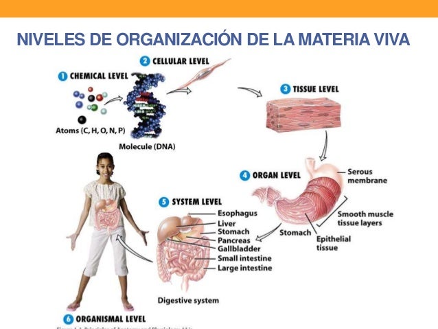Nivel celular de organización