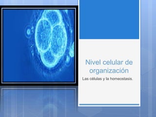 Nivel celular de
organización
Las células y la homeostasis.
 
