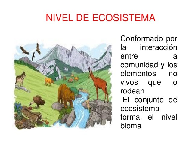 Nivel de organización de seres vivos