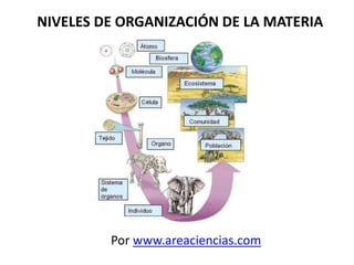 NIVELES DE ORGANIZACIÓN DE LA MATERIA
Por www.areaciencias.com
 