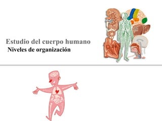 Estudio del cuerpo humano
Niveles de organización
 