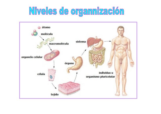 Niveles de organización