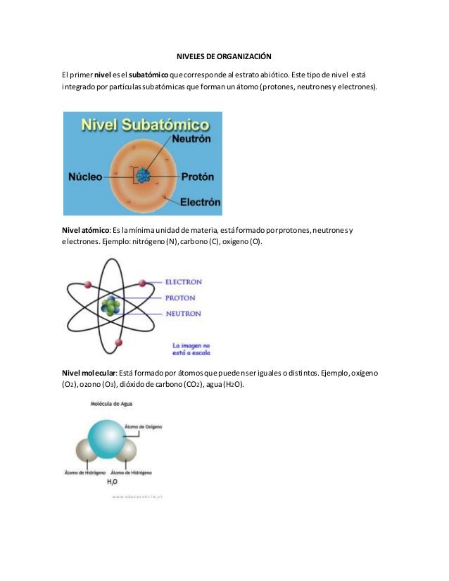 2° año Biología. Niveles de organización