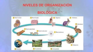 NIVELES DE ORGANIZACIÓN
BIOLÓGICA
 