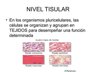 NIVEL TISULAR
• En los organismos pluricelulares, las
células se organizan y agrupan en
TEJIDOS para desempeñar una función
determinada
 