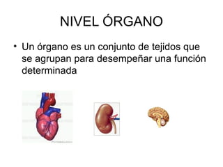 NIVEL ÓRGANO
• Un órgano es un conjunto de tejidos que
se agrupan para desempeñar una función
determinada
 