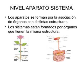 NIVEL APARATO SISTEMA
• Los aparatos se forman por la asociación
de órganos con distintas estructuras.
• Los sistemas están formados por órganos
que tienen la misma estructura.
 
