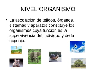 NIVEL ORGANISMO
• La asociación de tejidos, órganos,
sistemas y aparatos constituye los
organismos cuya función es la
supervivencia del individuo y de la
especie.
 