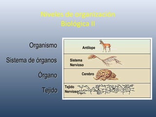 Niveles de organización
Biológica II
TejidoTejido
Tejido
Nervioso
Cerebro
Sistema
Nervioso
Antílope
ÓrganoÓrgano
Sistema de órganosSistema de órganos
OrganismoOrganismo
 