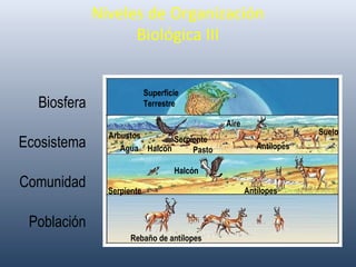 Niveles de Organización
Biológica III
Población
Rebaño de antílopes
Halcón
Agua
Superficie
Terrestre
Comunidad
Ecosistema
Biosfera
Antílopes
Halcón Pasto Antílopes
SerpienteArbustos Suelo
Aire
Serpiente
 