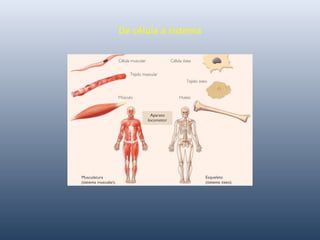 De célula a sistema
 